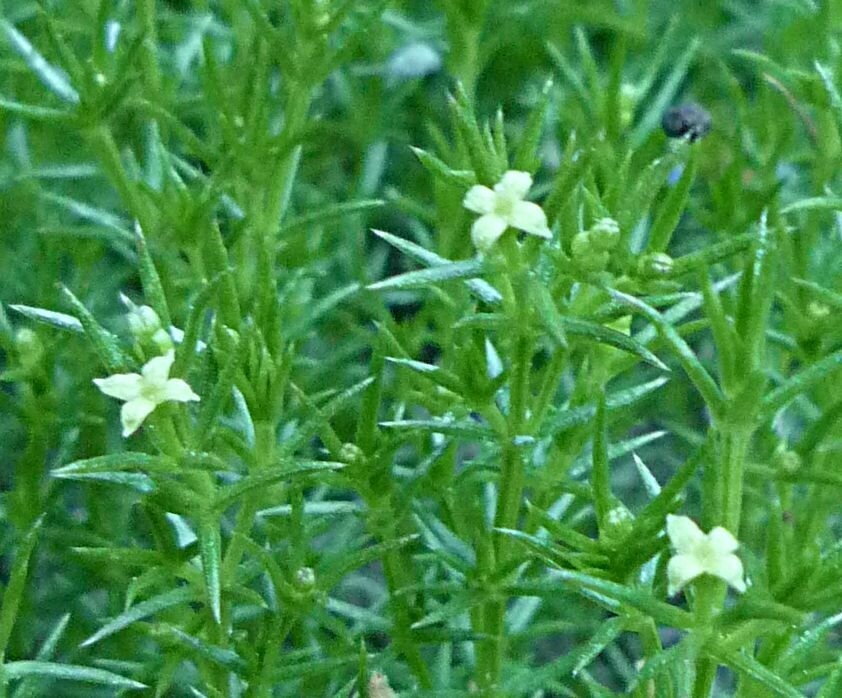 High Resolution Galium andrewsii Flower